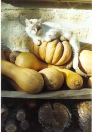 Chat et courge